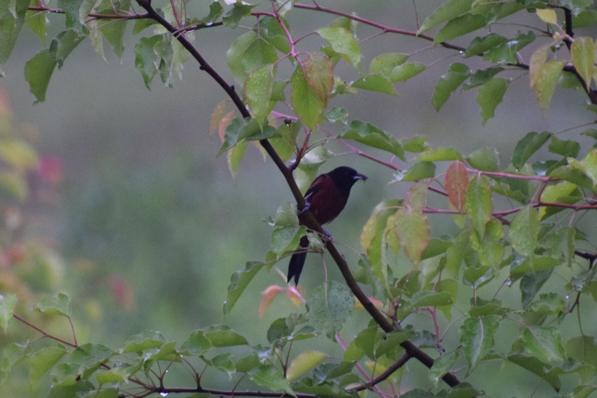 Orchard Oriole - ML619944223
