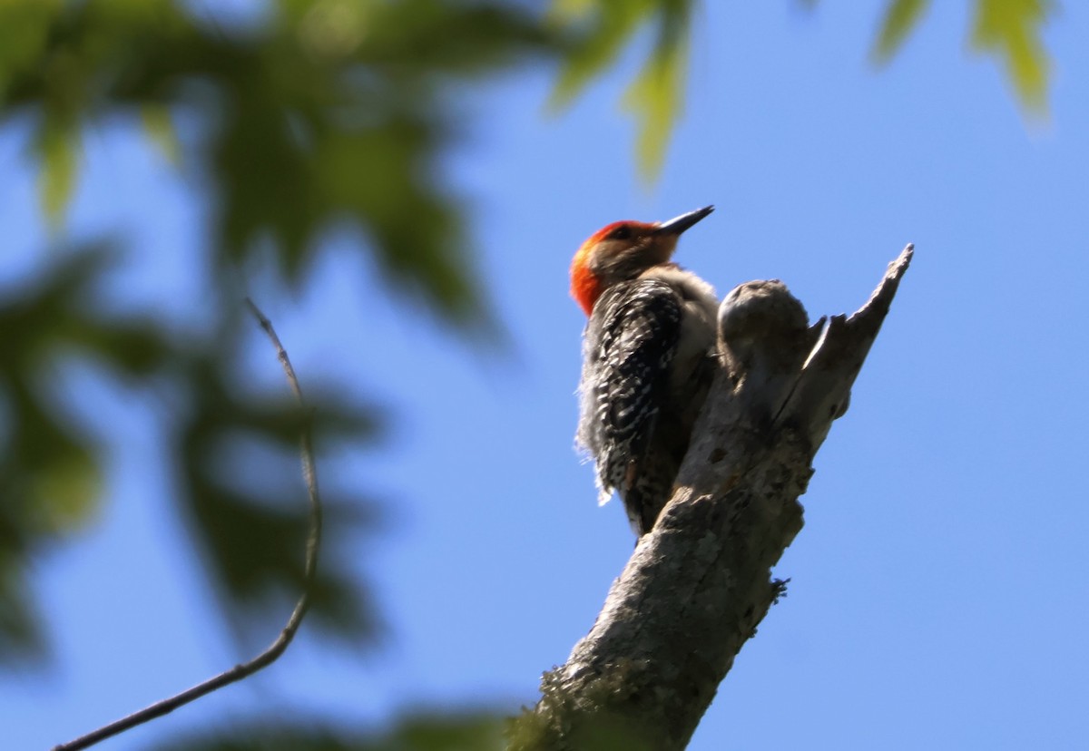 Red-bellied Woodpecker - ML619944227