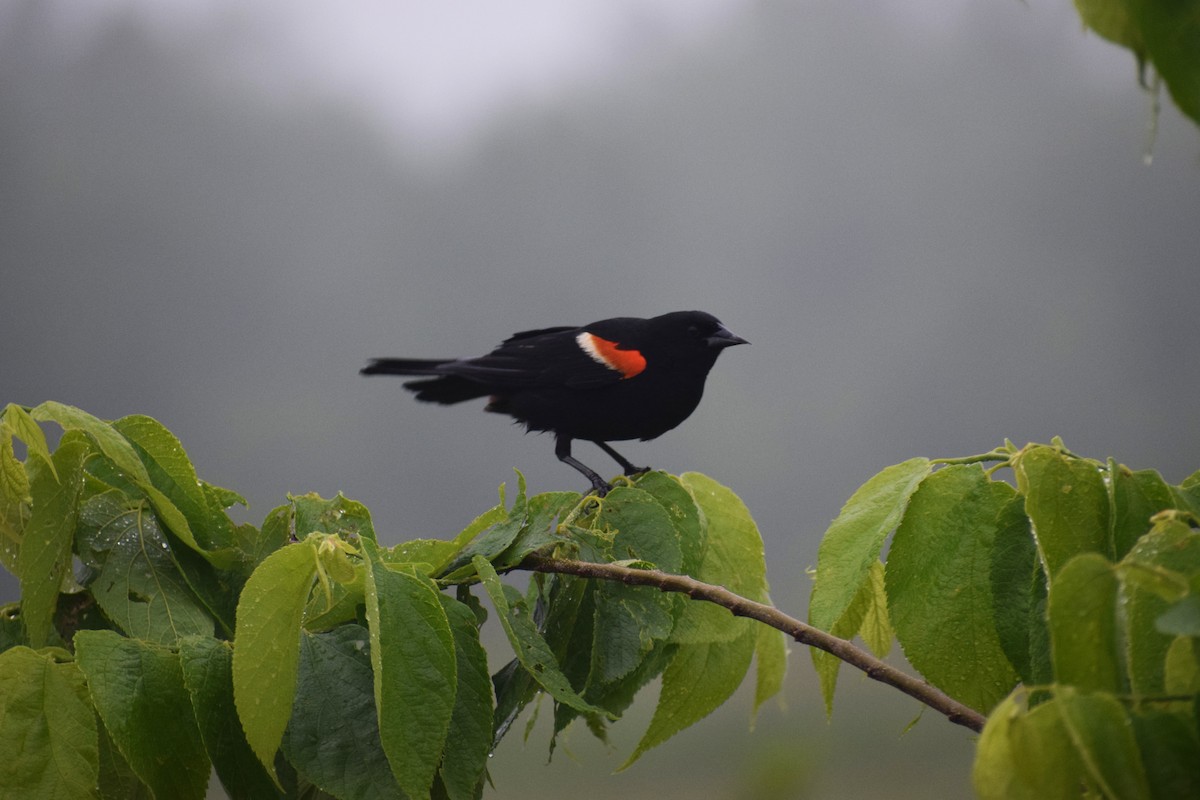 Red-winged Blackbird (Red-winged) - ML619944231