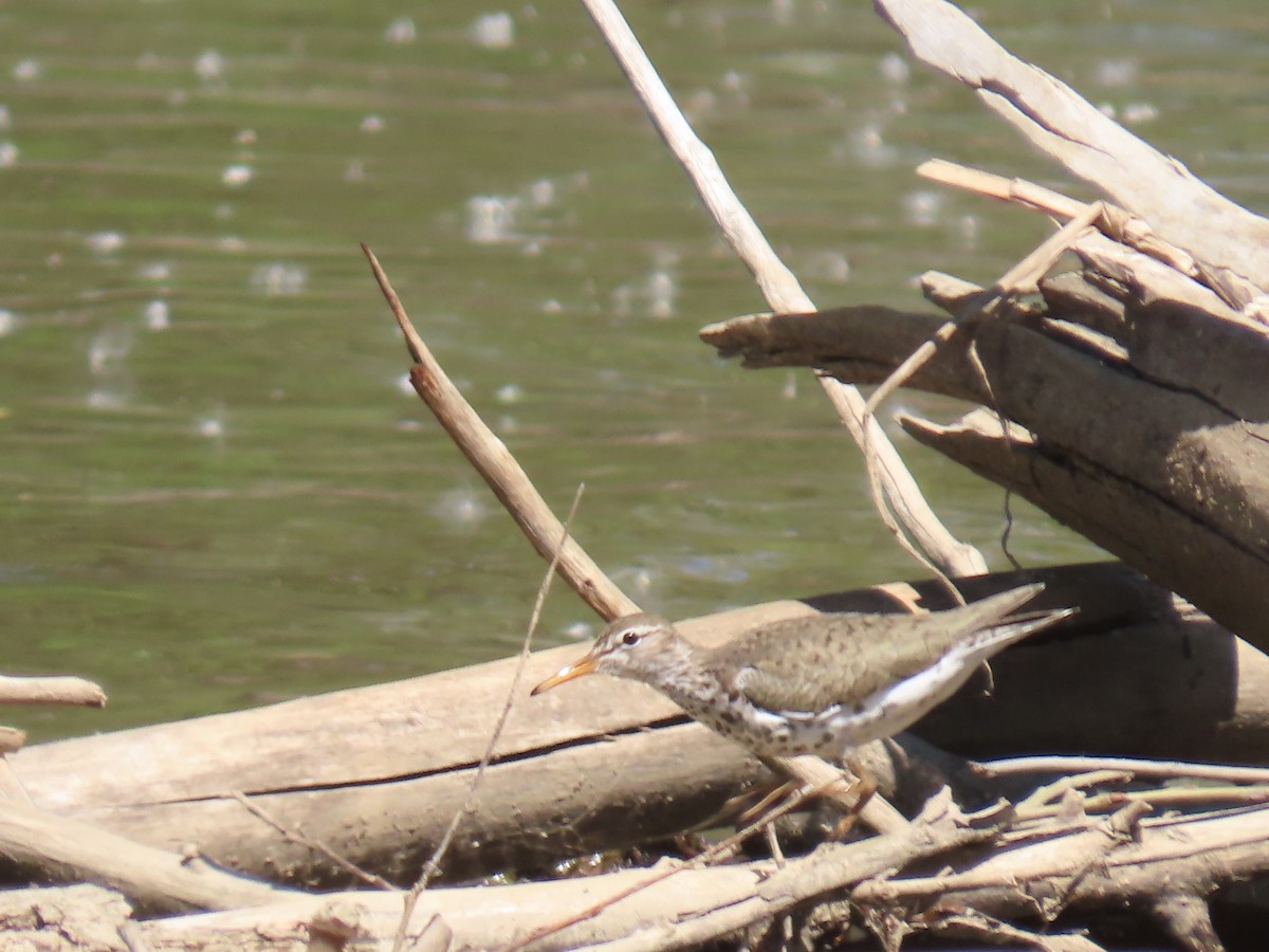 Spotted Sandpiper - ML619944236