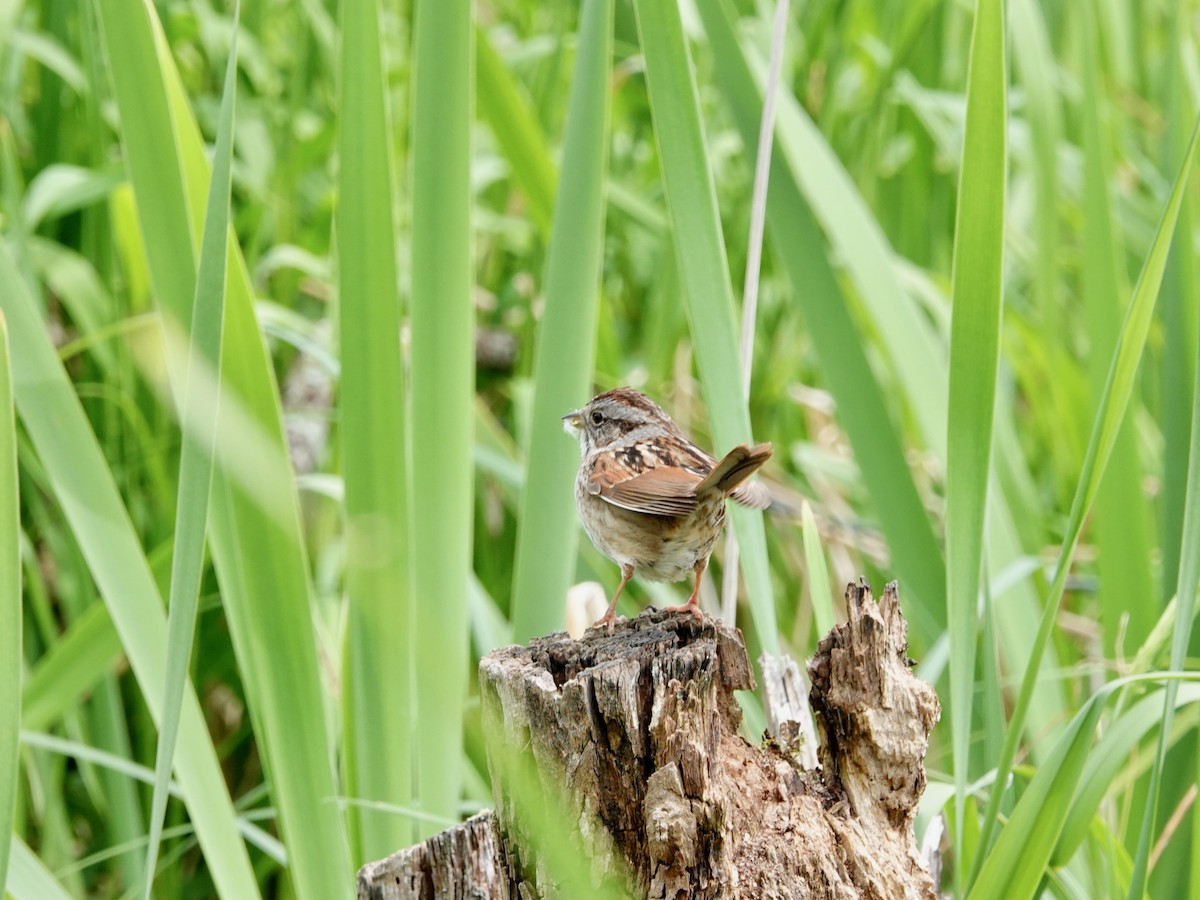 Swamp Sparrow - ML619944240