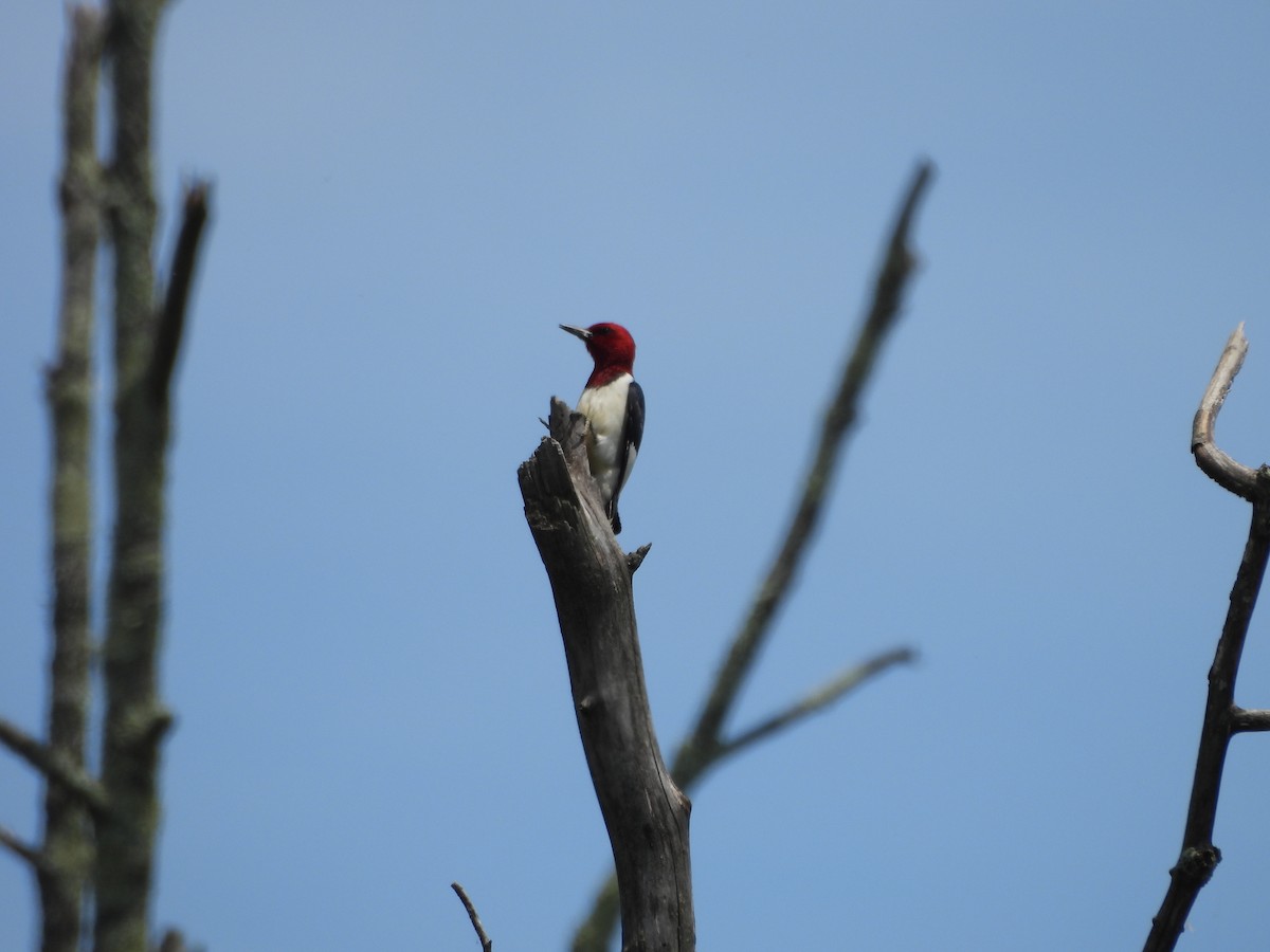 Red-headed Woodpecker - ML619944241