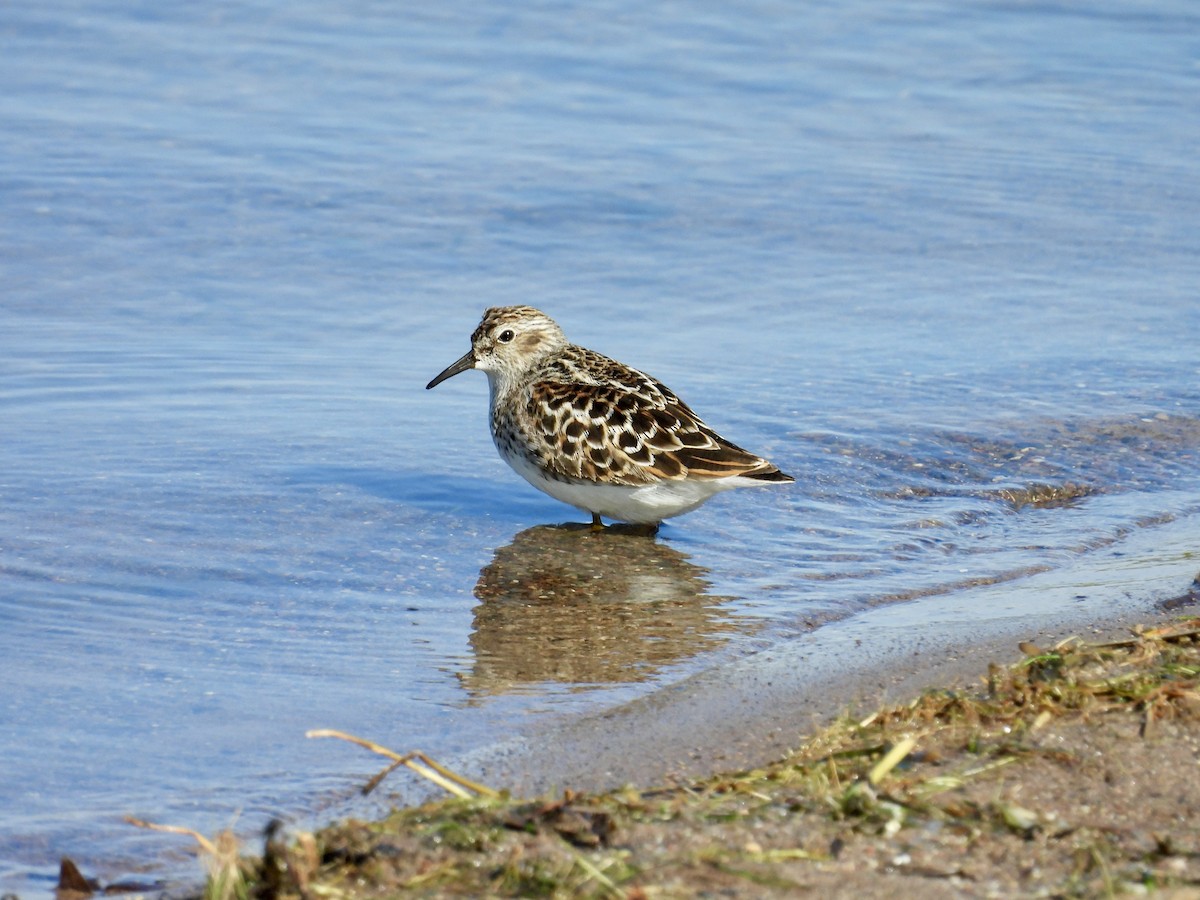 Least Sandpiper - ML619944246