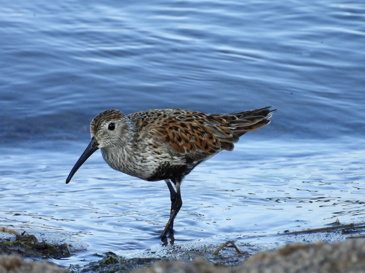 Dunlin - ML619944291