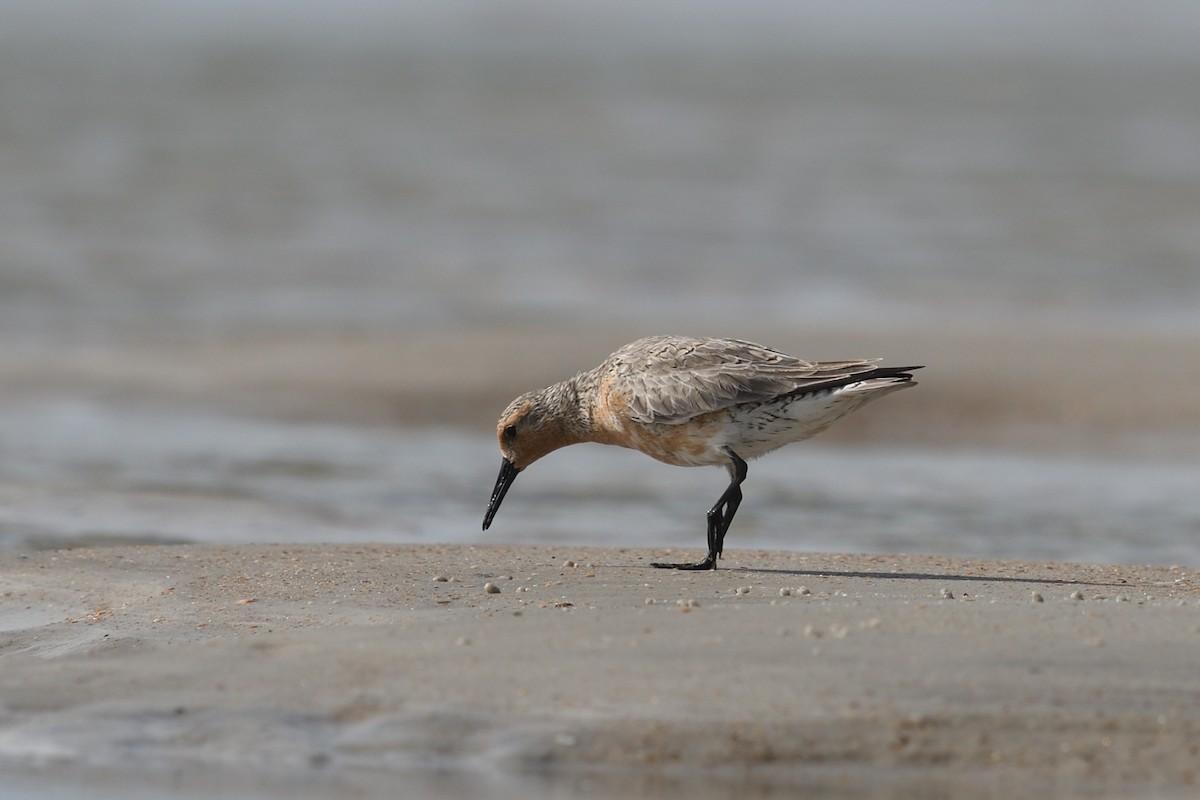 Red Knot - Shane Carroll