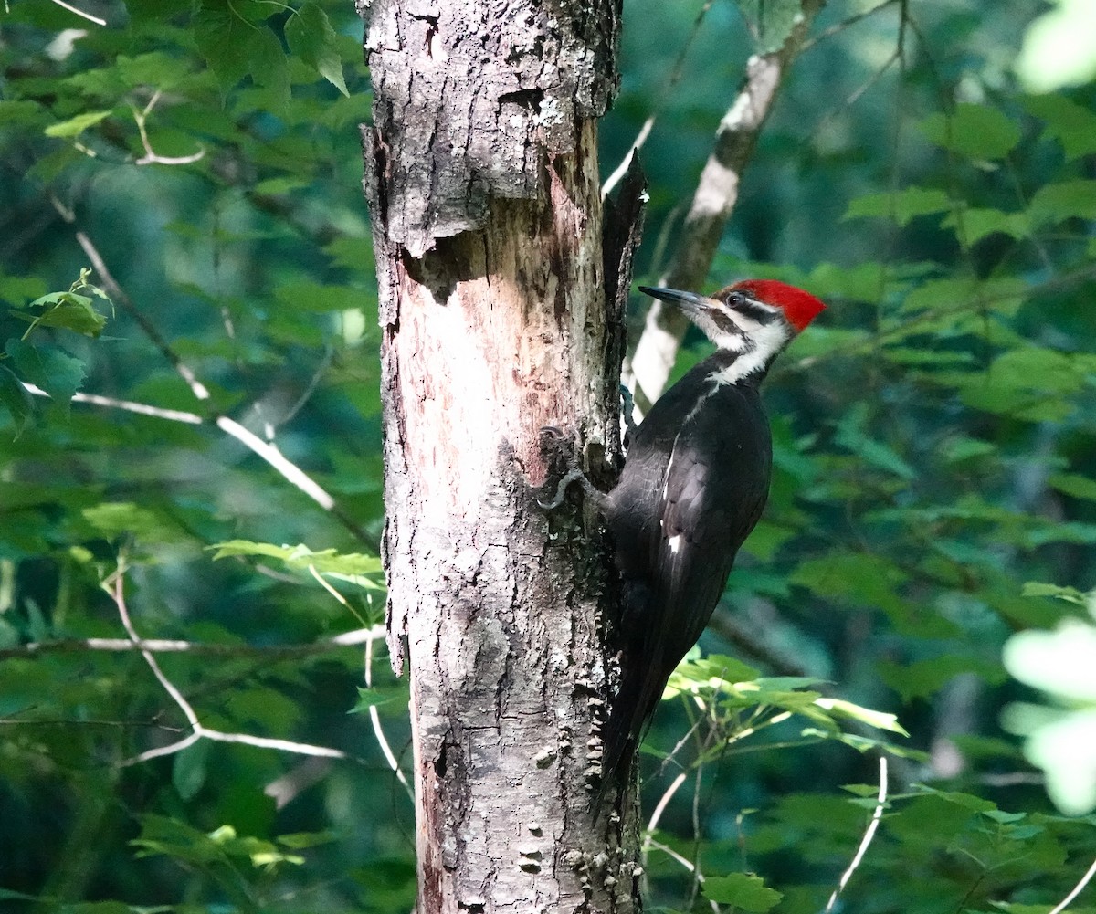 Pileated Woodpecker - ML619944330