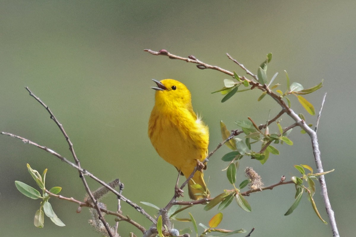 Yellow Warbler - ML619944333