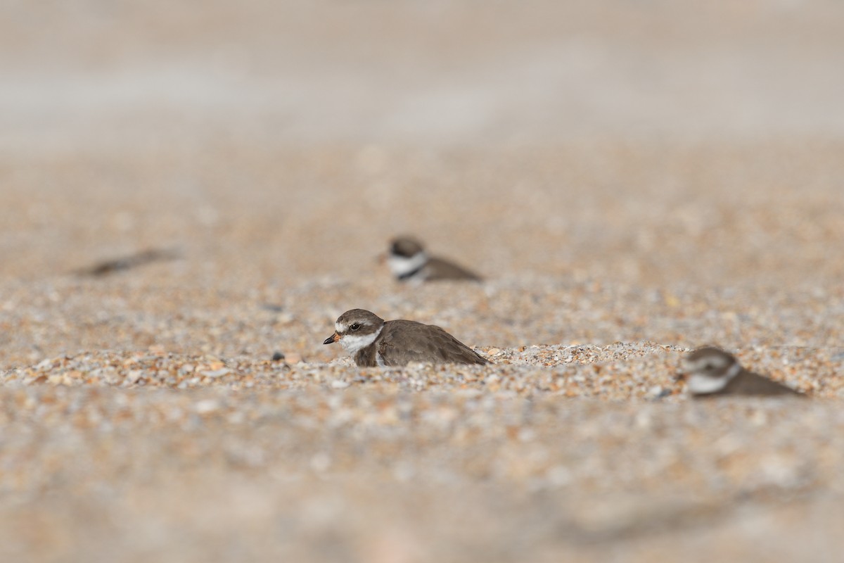 Semipalmated Plover - ML619944354