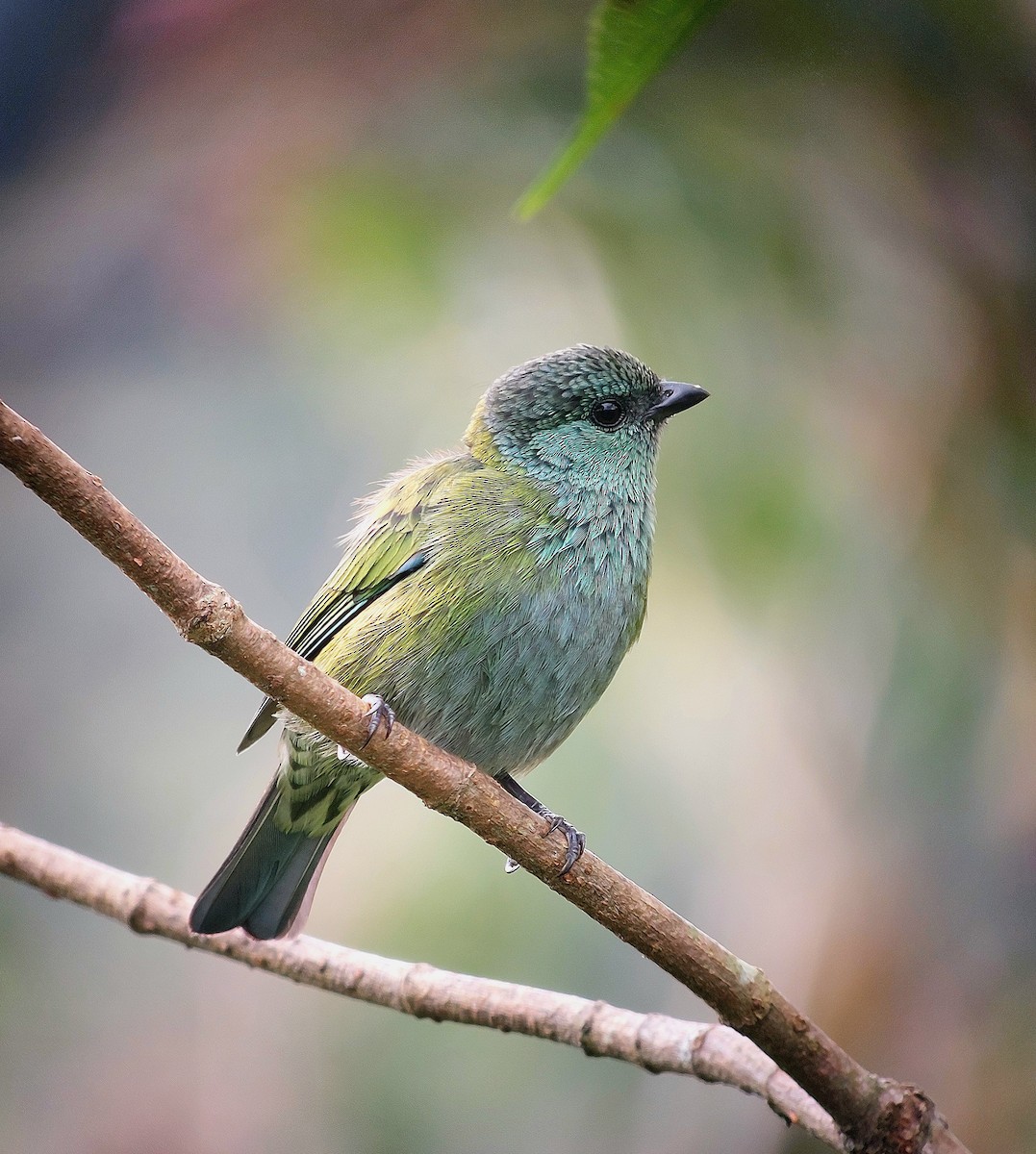 Black-capped Tanager - ML619944355