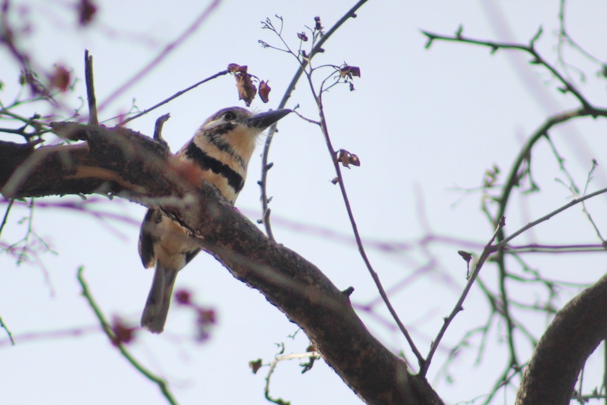 Russet-throated/Two-banded Puffbird - ML619944367