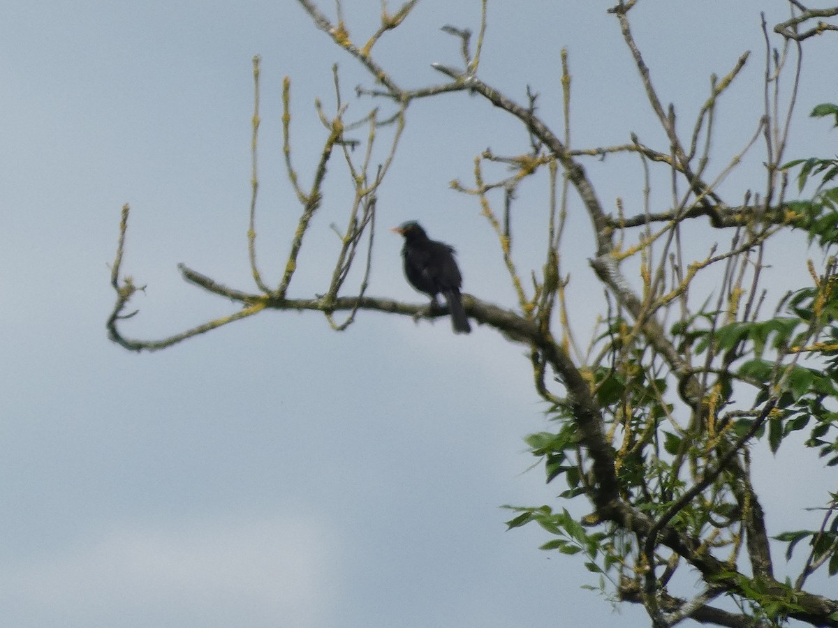 Eurasian Blackbird - ML619944368