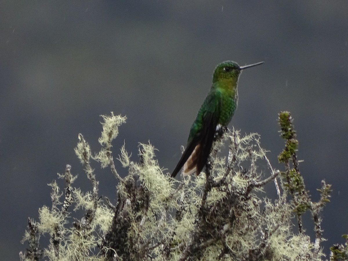 Golden-breasted Puffleg - ML619944369