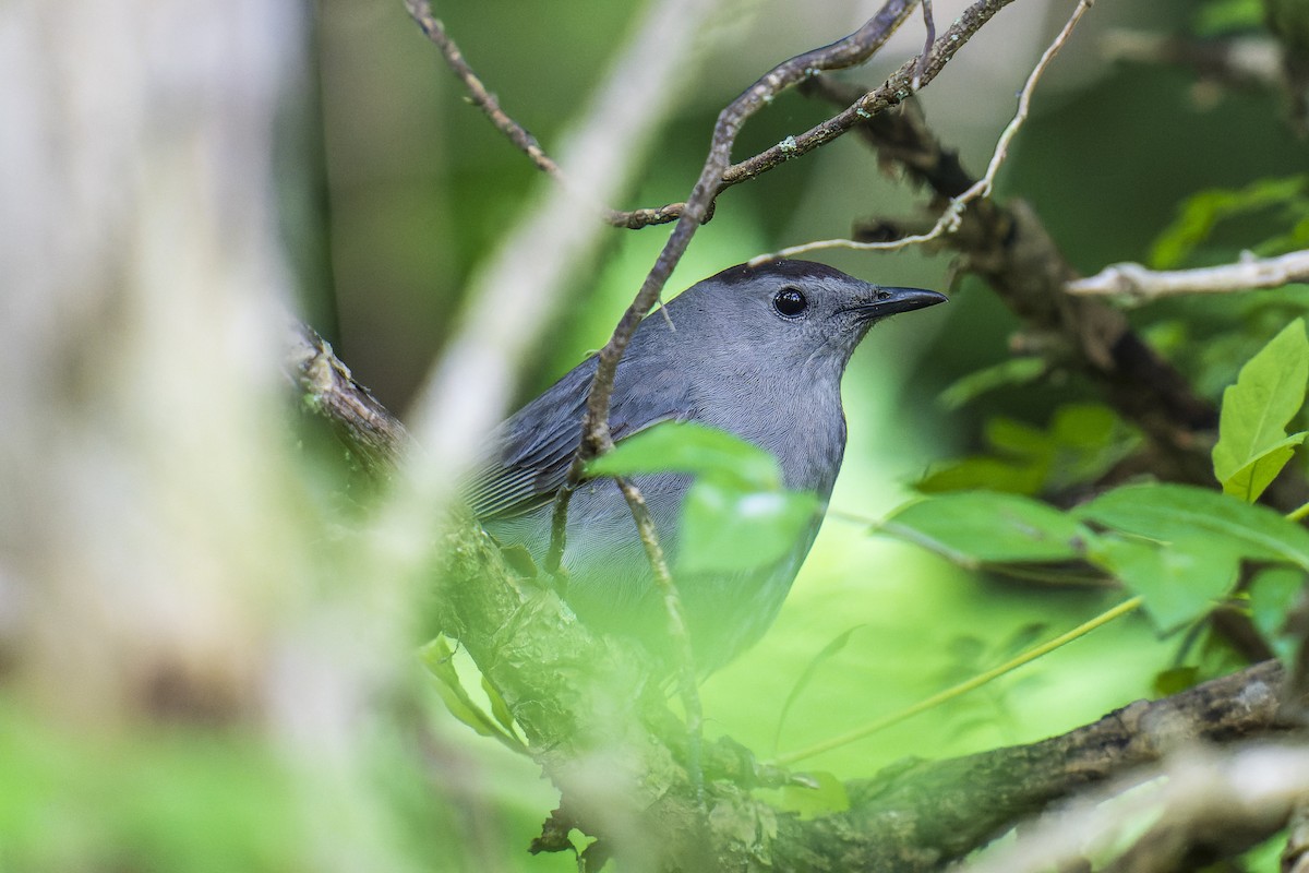 Gray Catbird - ML619944372