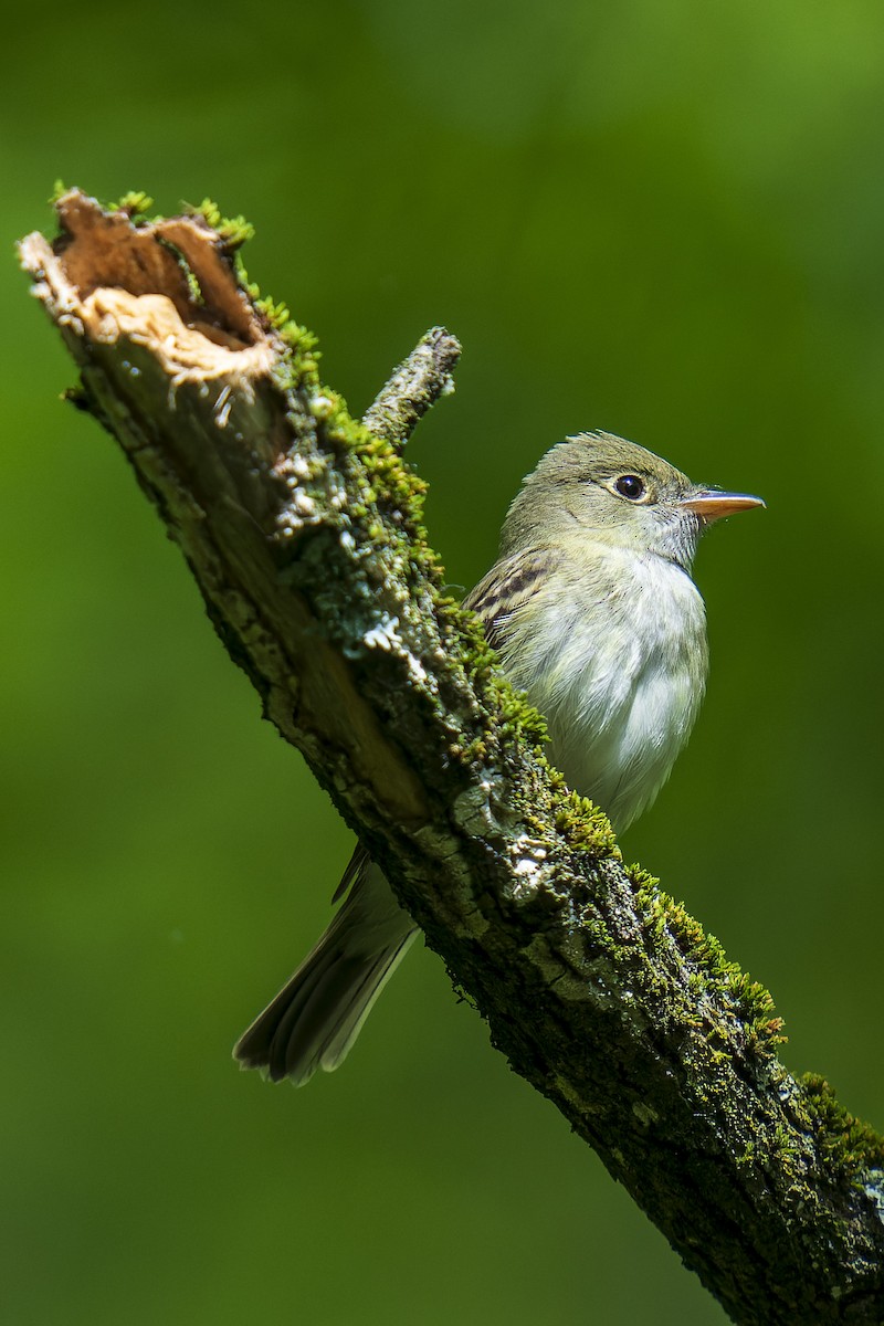 Eastern Wood-Pewee - ML619944394