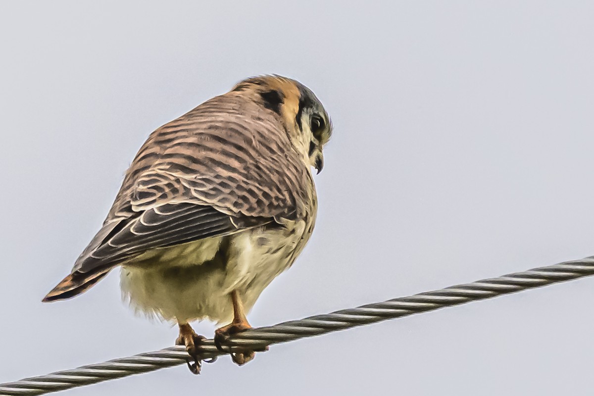 American Kestrel - ML619944408