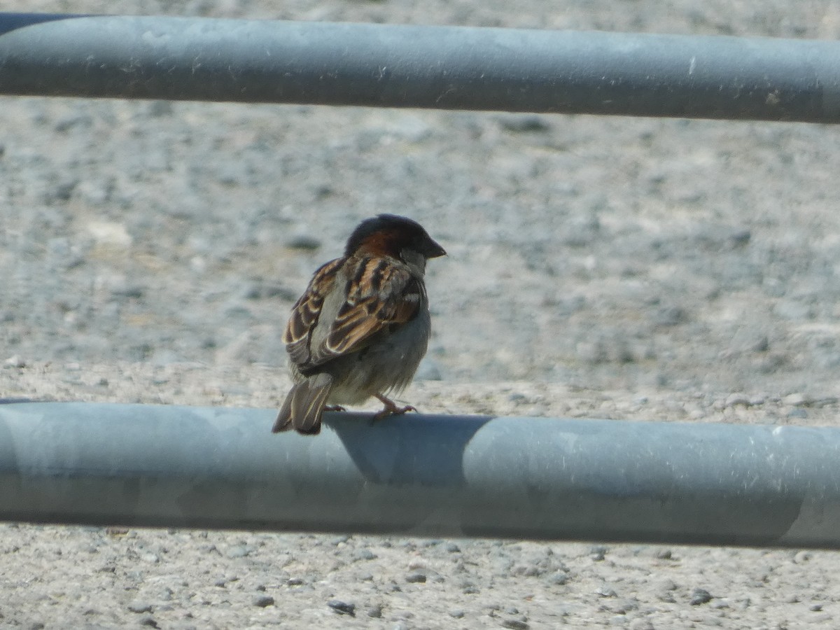 House Sparrow - ML619944411