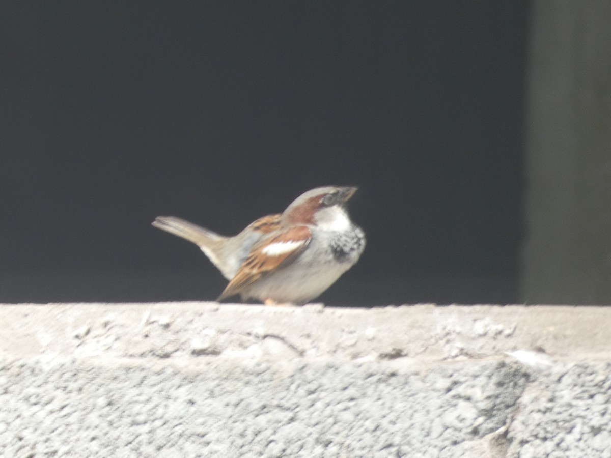House Sparrow - ML619944412