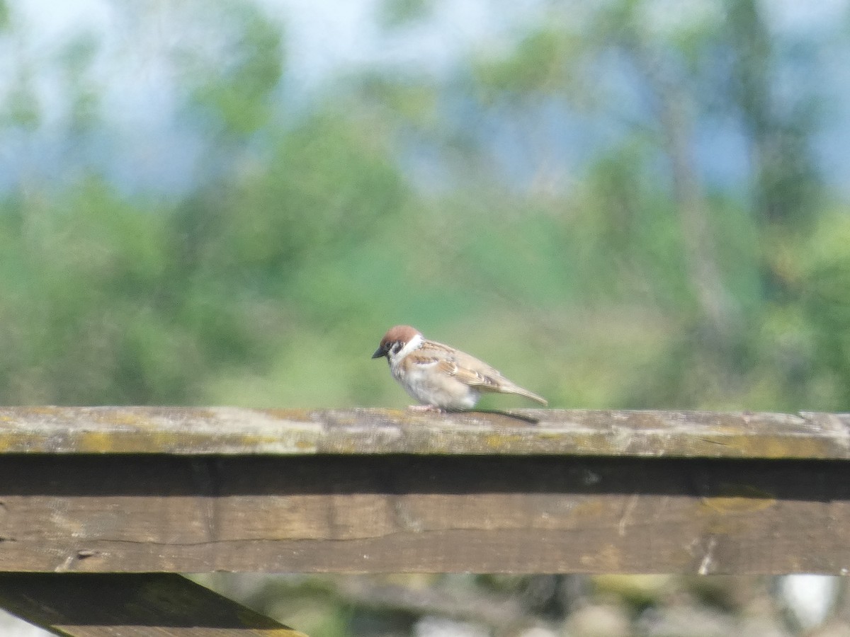 Eurasian Tree Sparrow - ML619944431
