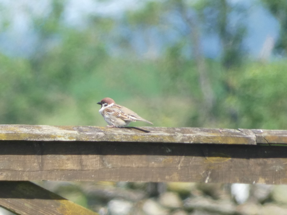Eurasian Tree Sparrow - ML619944432
