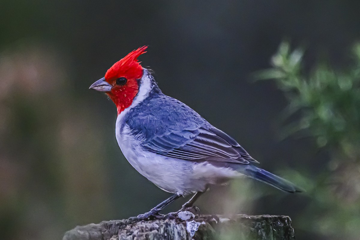 Red-crested Cardinal - ML619944443