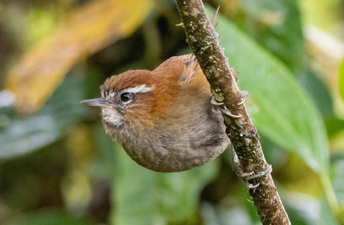 White-browed Spinetail - ML619944444