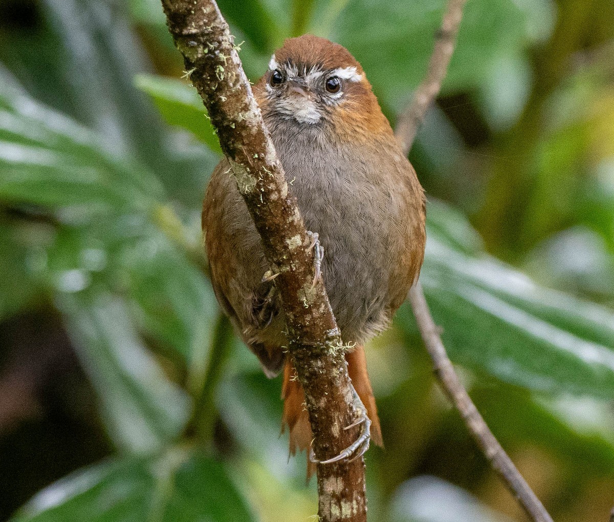 White-browed Spinetail - ML619944445