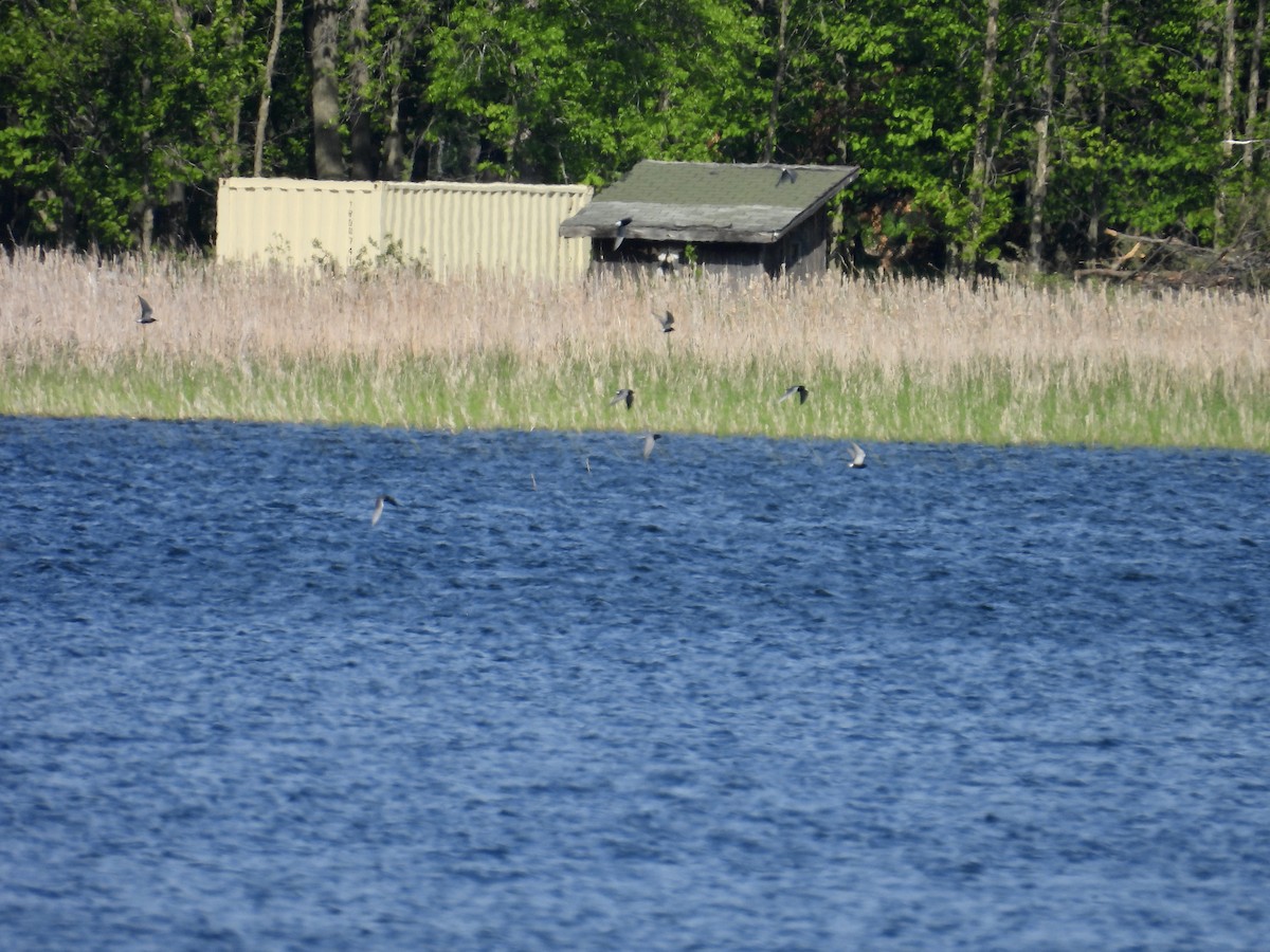 Black Tern - ML619944446