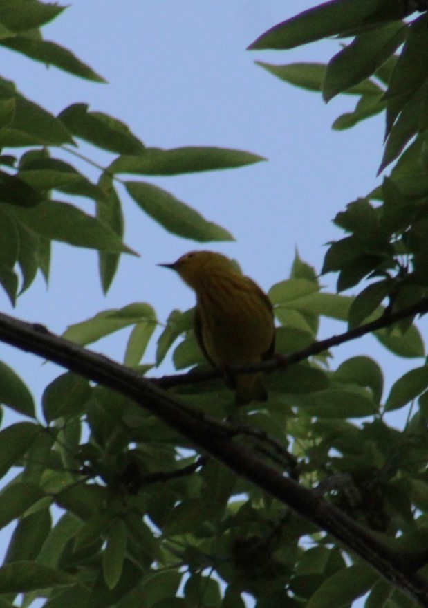 Yellow Warbler - ML619944459