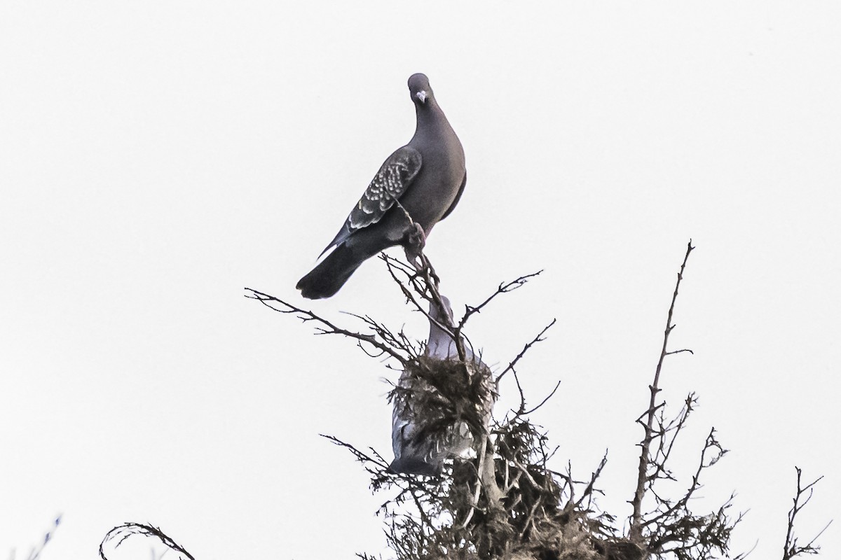 Spot-winged Pigeon - ML619944462