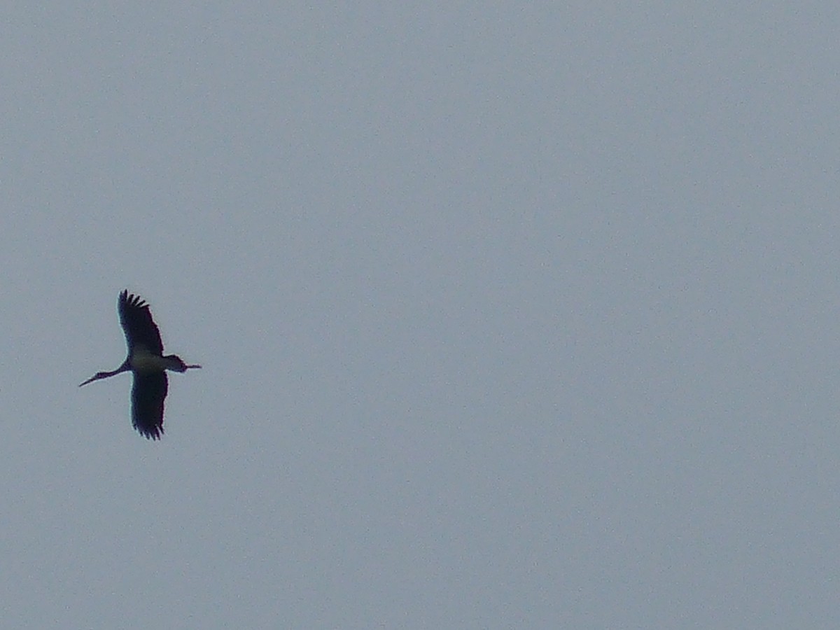 Black Stork - ML619944469
