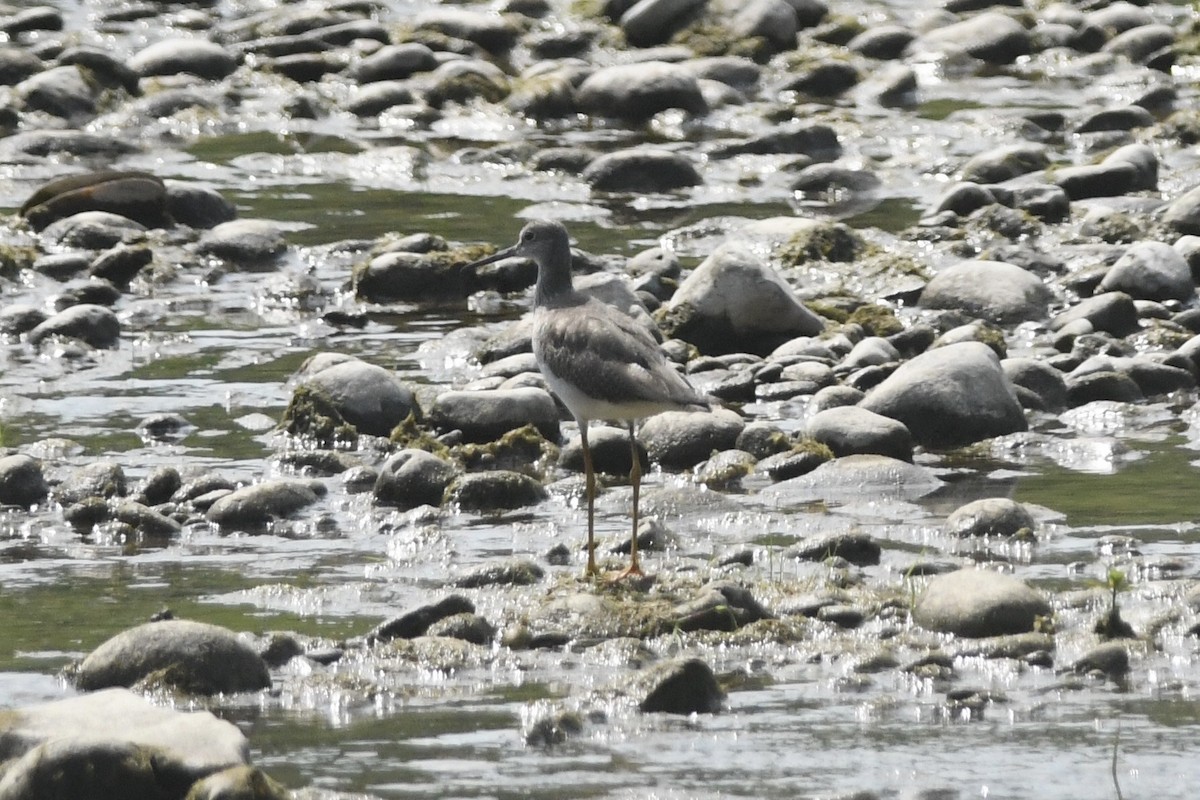 Greater Yellowlegs - ML619944508