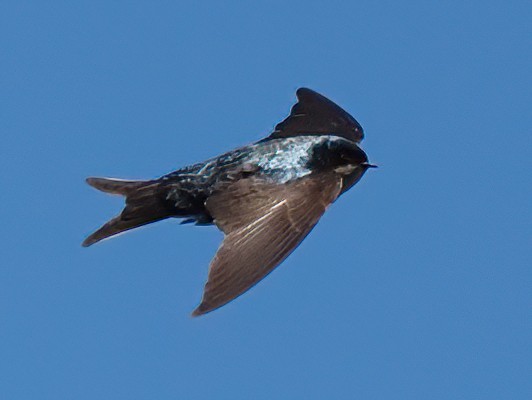 Brown-bellied Swallow - ML619944509