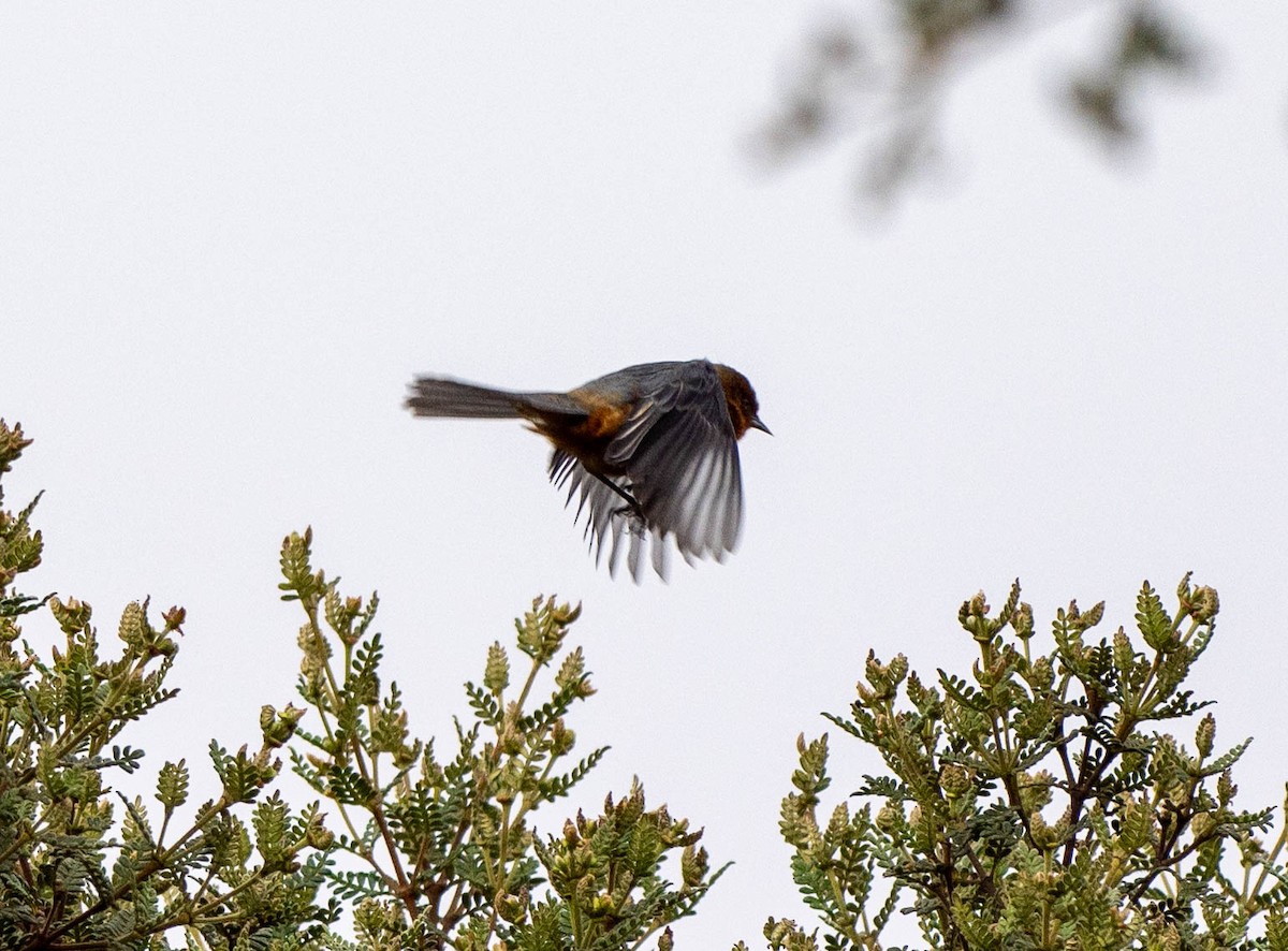 Rufous-browed Conebill - ML619944569