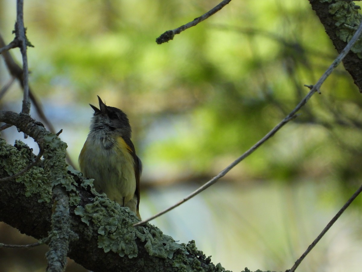 rødstjertparula - ML619944581