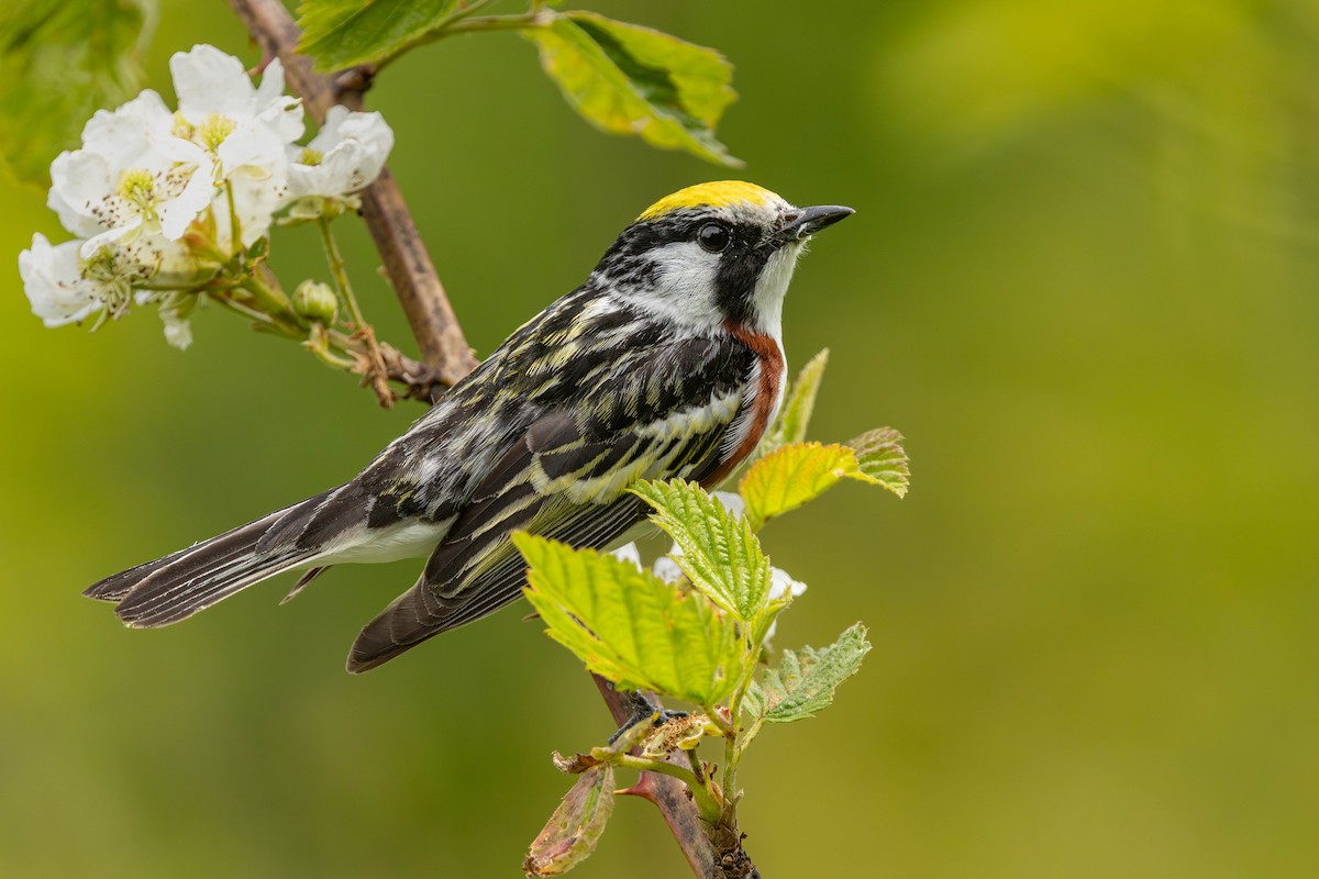 Chestnut-sided Warbler - ML619944587