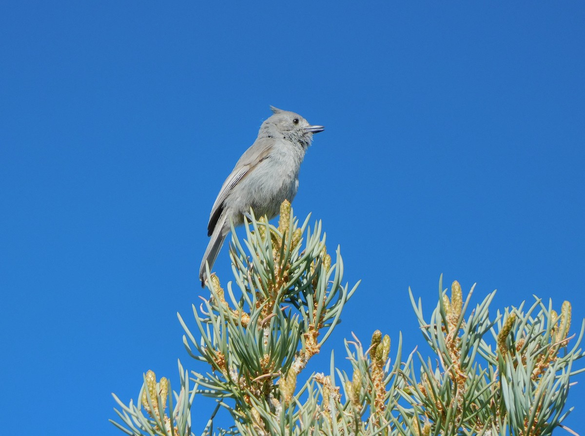 Juniper Titmouse - ML619944596