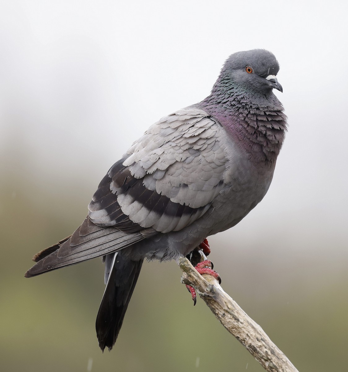 Pigeon biset (forme domestique) - ML619944627