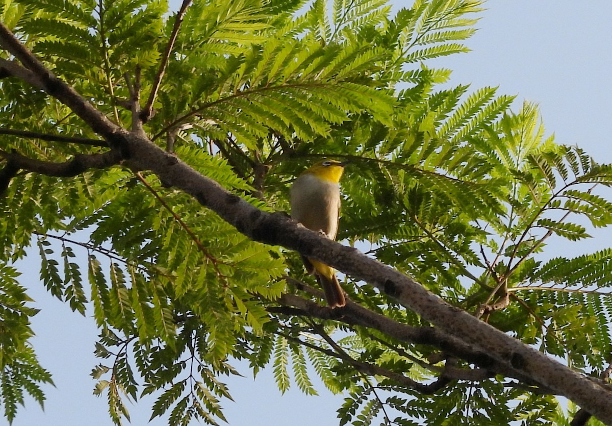 Indian White-eye - ML619944660