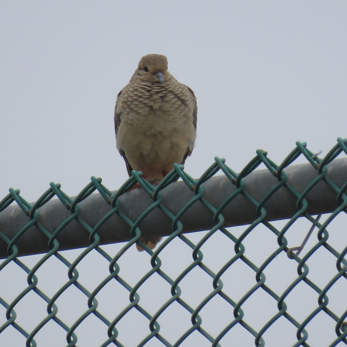 Mourning Dove - ML619944683