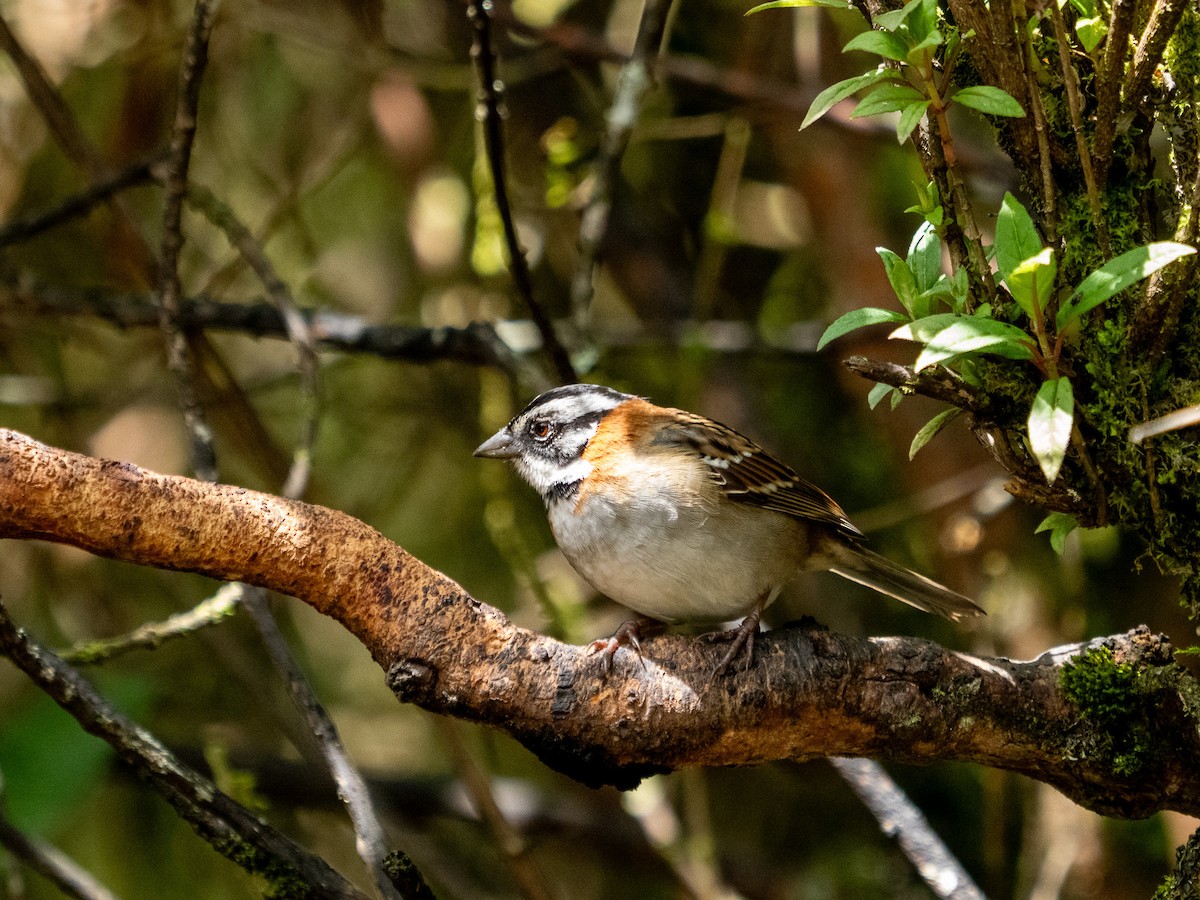 Rufous-collared Sparrow (Rufous-collared) - Tony Doty