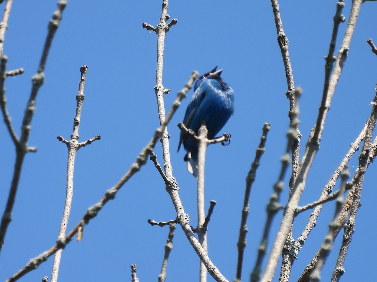 Indigo Bunting - ML619944695