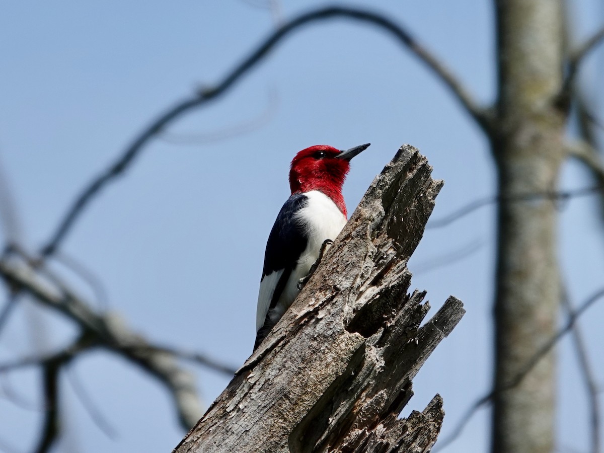 Red-headed Woodpecker - ML619944699