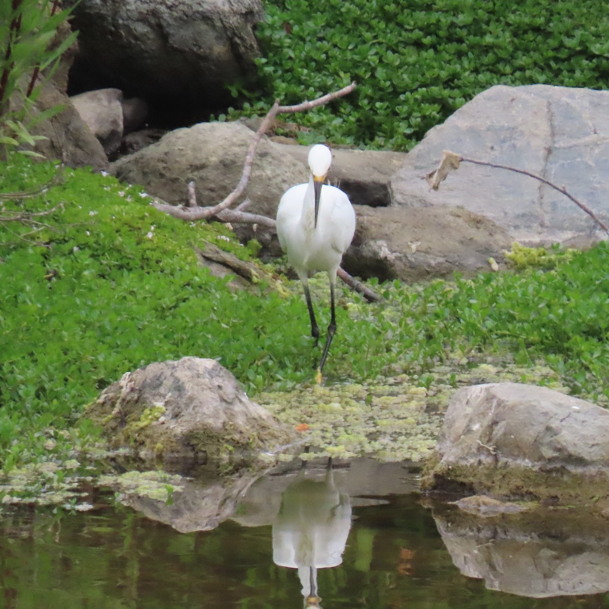 Snowy Egret - ML619944724