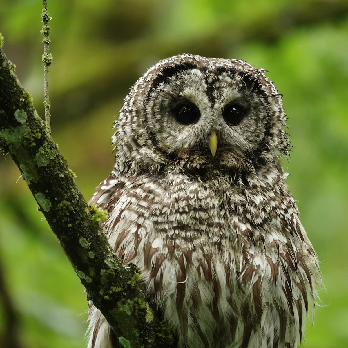 Barred Owl - ML619944728
