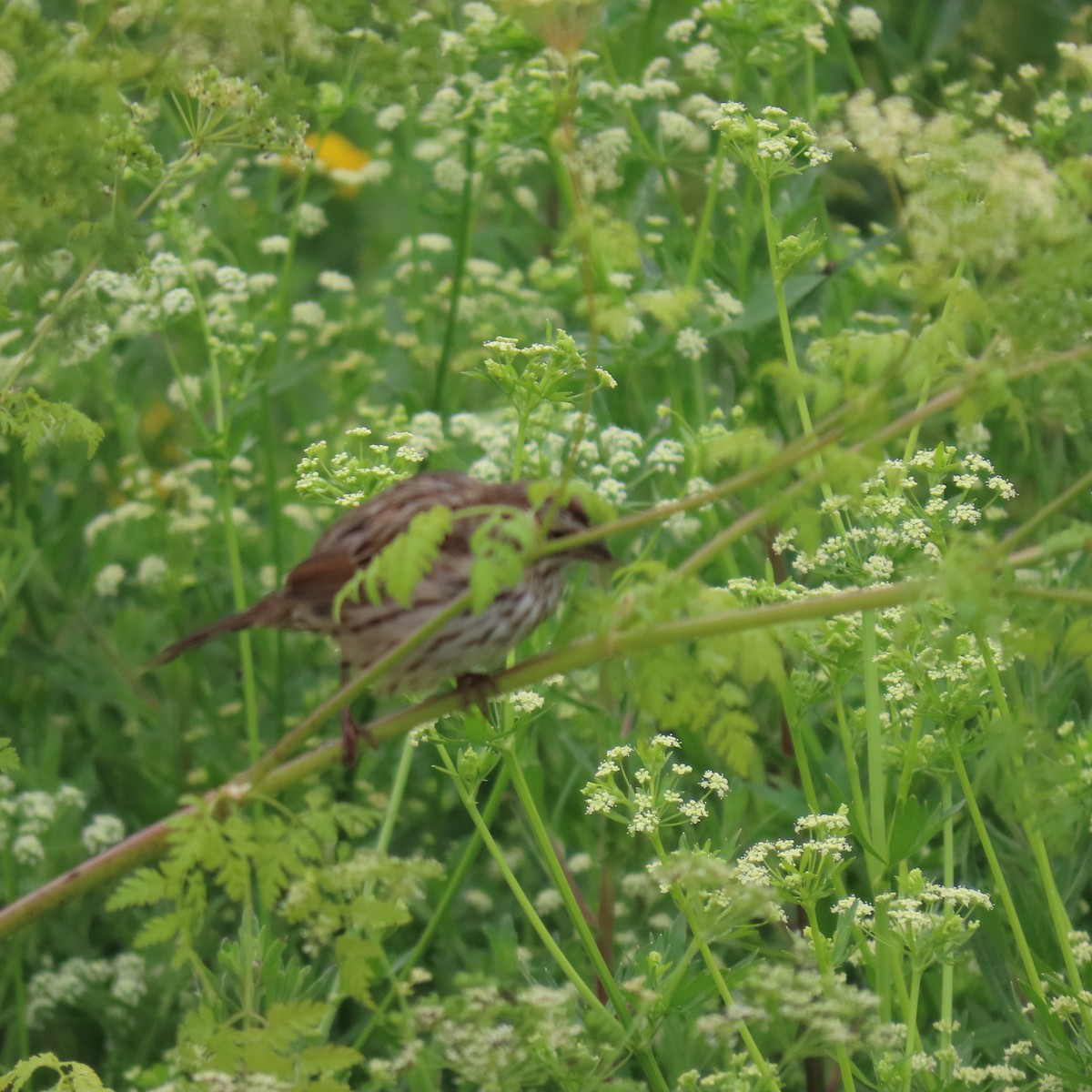 Song Sparrow - ML619944749