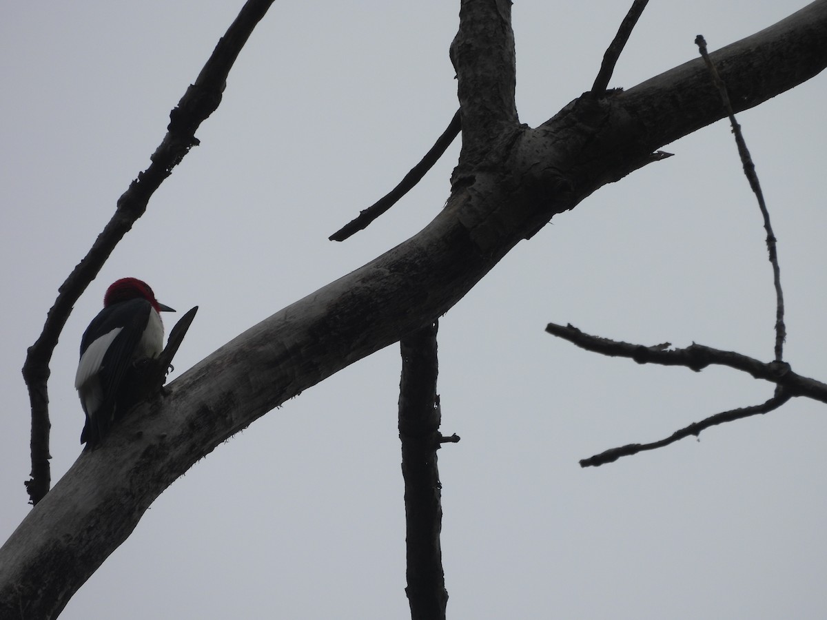 Red-headed Woodpecker - ML619944753