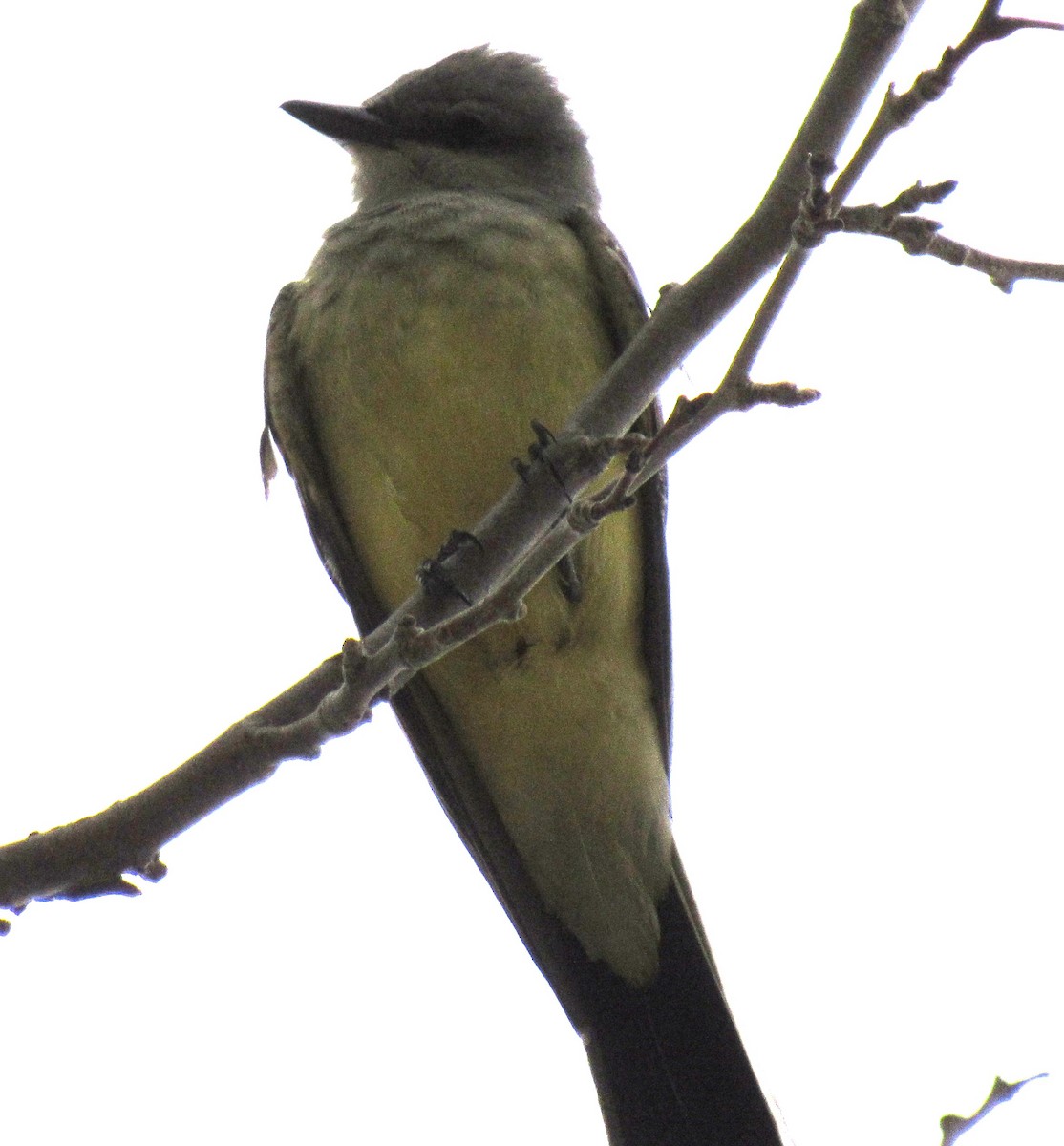 Western Kingbird - ML619944754