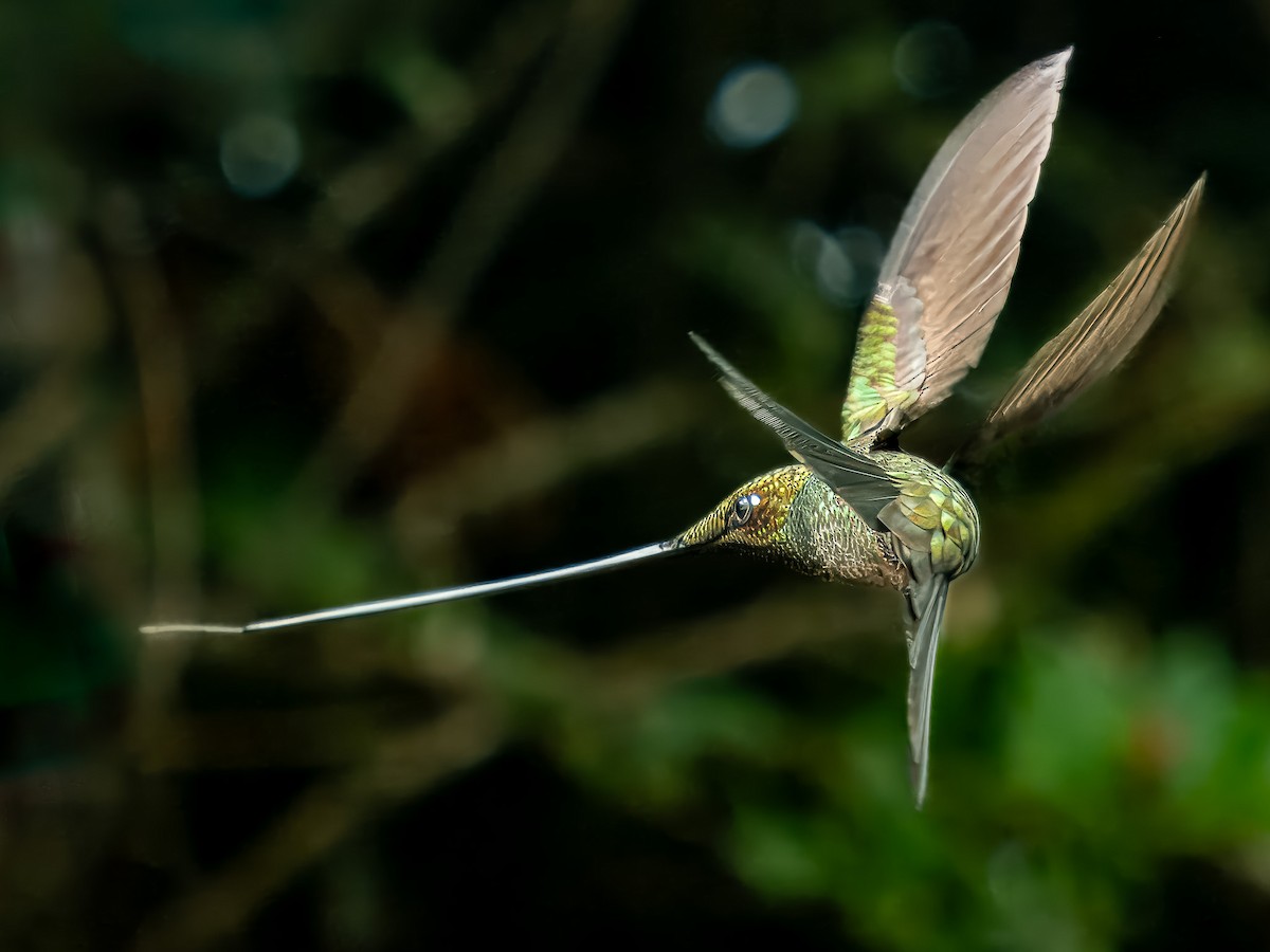 Colibrí Picoespada - ML619944755