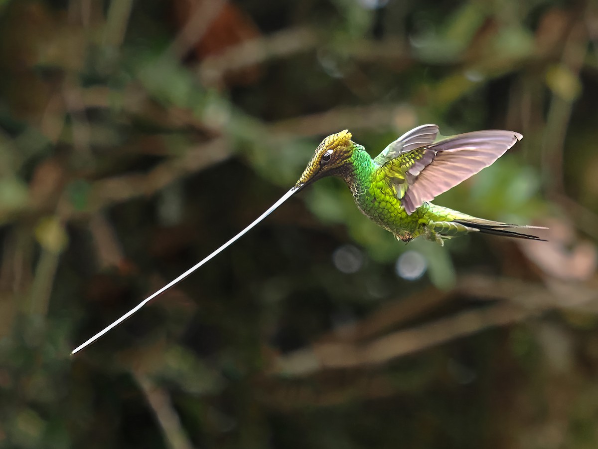 Sword-billed Hummingbird - ML619944756