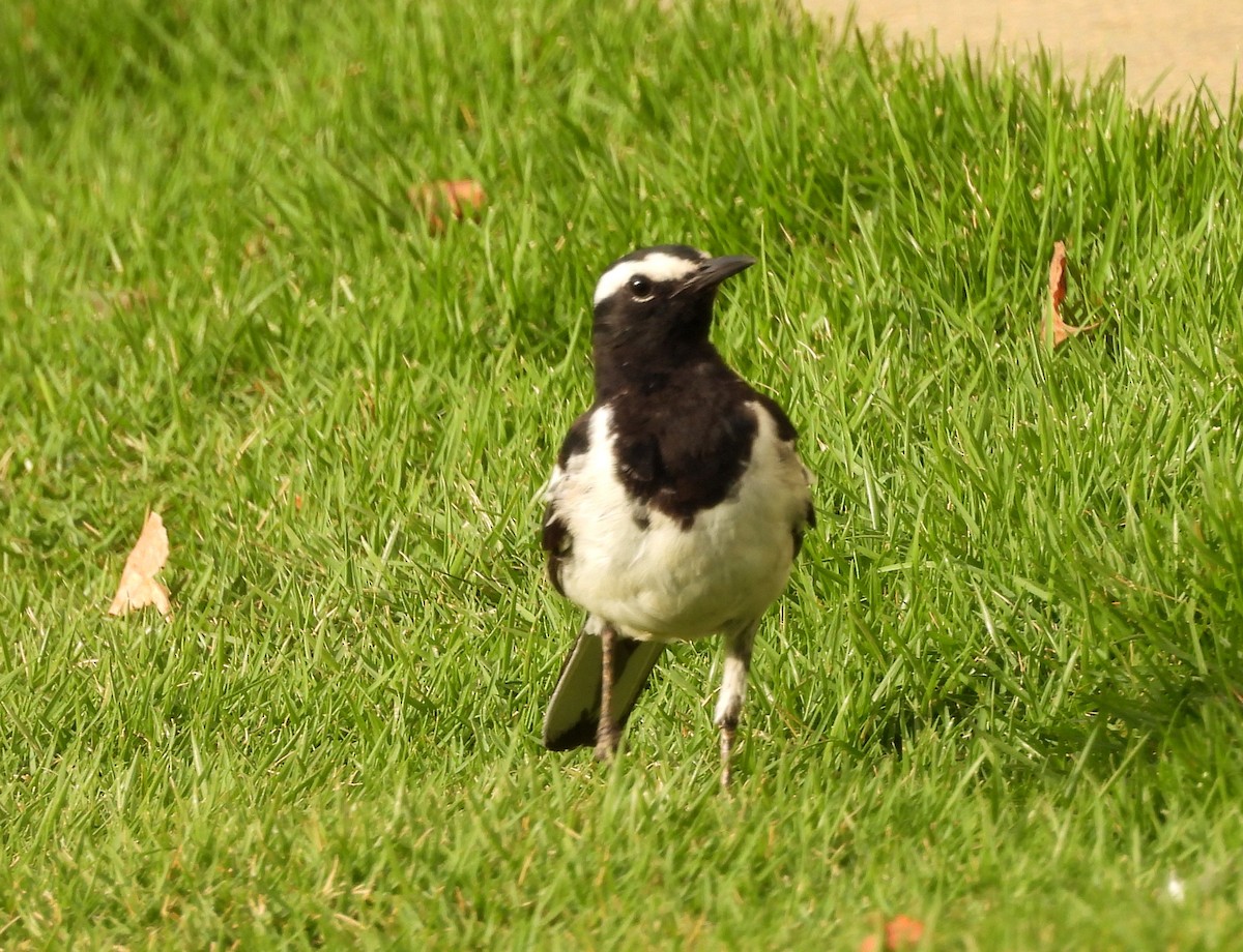 White-browed Wagtail - ML619944770